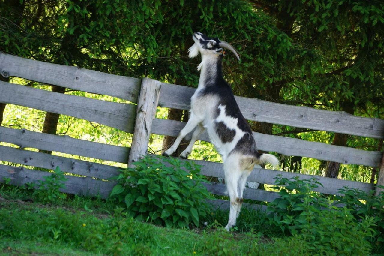 Agroturystyka Natura Pilchowice Kültér fotó